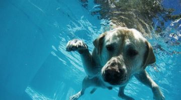 dog-pool