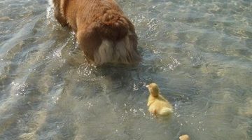 ducks-dog