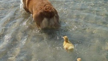 ducks-dog
