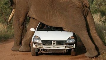 elephant-car