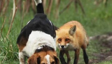 fox-hunt