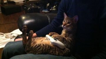 gamer-cat