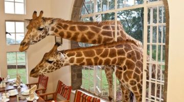 giraffe-dinner-guests