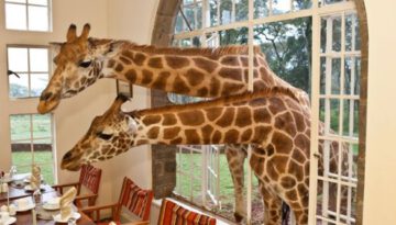 giraffe-dinner-guests