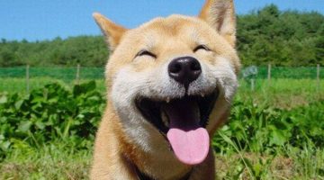 happy-dog