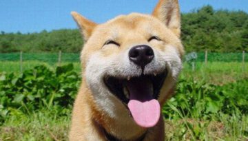 happy-dog