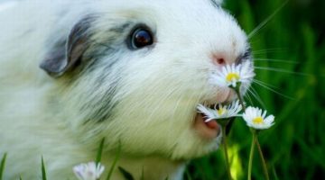 happy-guinea-pig-2