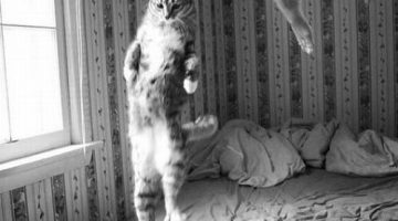 jumping-with-cat