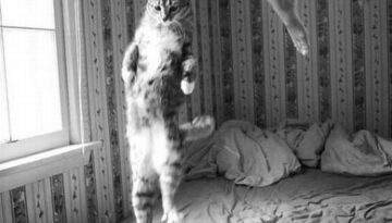 jumping-with-cat