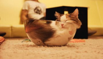 kitten-bowl
