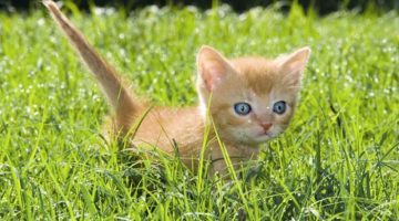 kitten-grass