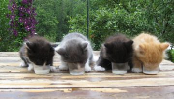 kittens-feeding