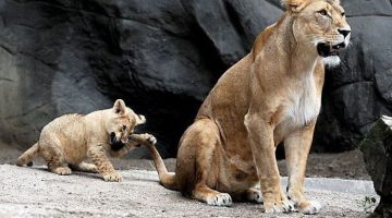 lion-cubs-2