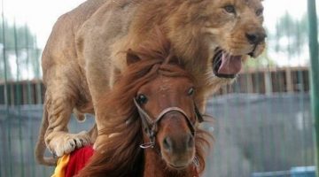 lion-horse