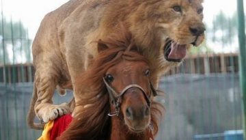 lion-horse