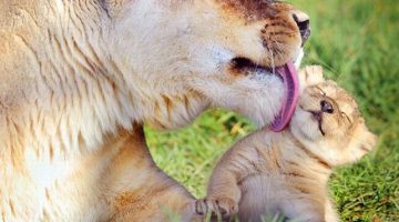 lioness-kisses-cub