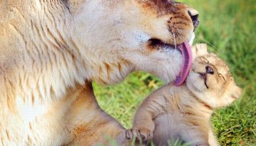 lioness-kisses-cub