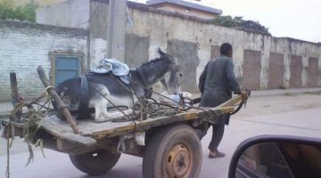 man-pulling-donkey