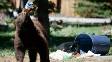 pepsi-bear