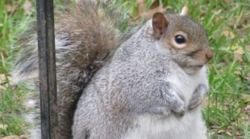 plump-squirrel