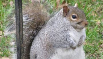 plump-squirrel