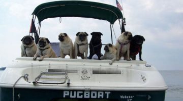 pug-boat