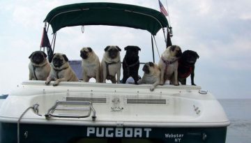 pug-boat