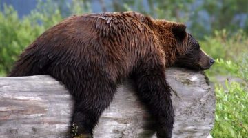 tired-bear