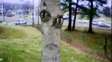 tree-face