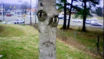 tree-face