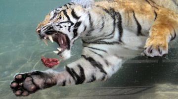 underwater-tiger-2