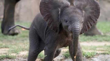 baby-elephant