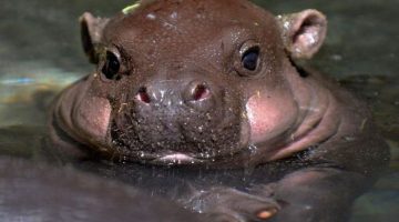 baby-hippo