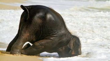 beached-elephant