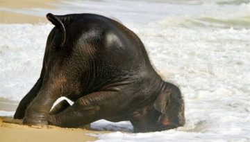 beached-elephant