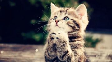 begging-kitten