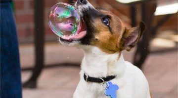 bubble-dog