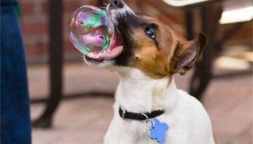bubble-dog