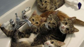 cats-in-sink