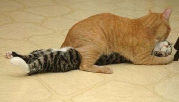 cats-making-out