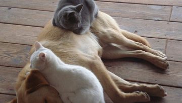 cats-on-dog
