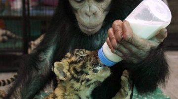 chimp-feeds-tiger-cub