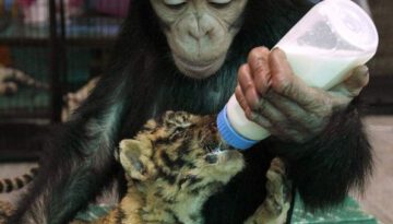 chimp-feeds-tiger-cub