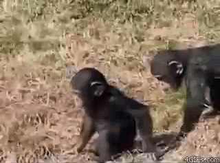 chimp-push
