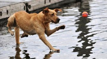 dog-walking-water