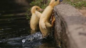 ducklings-climb