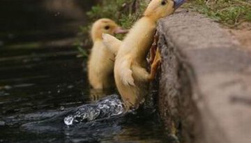 ducklings-climb