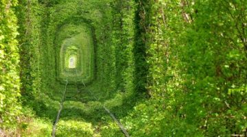 forest-tunnel