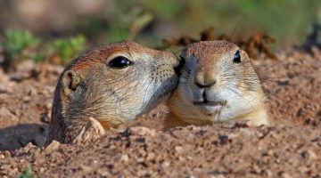 ground-hog-kiss