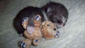kitten-hugs-teddy